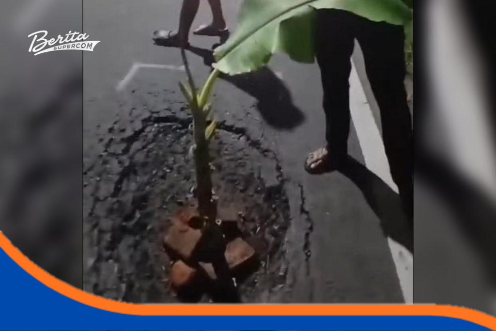 Jalan Pantura Pilangsari Makan Korban, Warga Tanam Pohon Pisang Foto Warga dan remaja Desa Pilangsari menanam pohon pisang di lubang Jalan Pantura Jatibarang Indramayu sebagai peringatan bahaya bagi pengendara