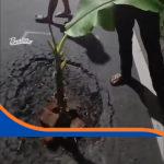 Foto Warga dan remaja Desa Pilangsari menanam pohon pisang di lubang Jalan Pantura Jatibarang Indramayu sebagai peringatan bahaya bagi pengendara