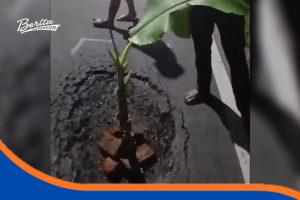 Foto Warga dan remaja Desa Pilangsari menanam pohon pisang di lubang Jalan Pantura Jatibarang Indramayu sebagai peringatan bahaya bagi pengendara